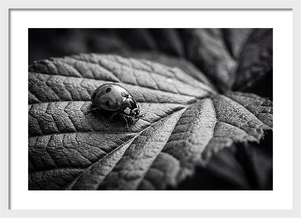 Ladybug On Leaf