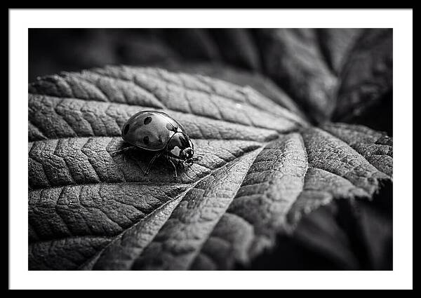 Ladybug On Leaf