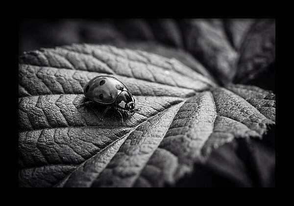 Ladybug On Leaf