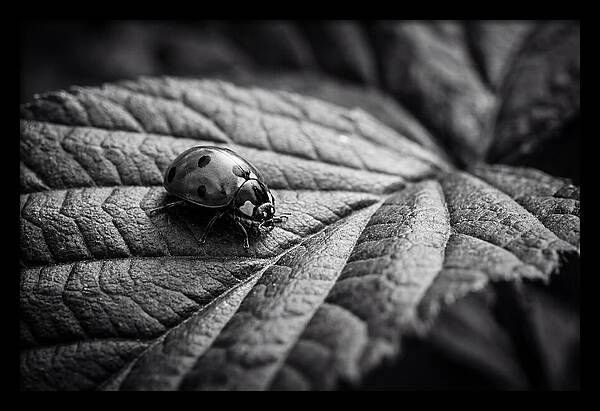 Ladybug On Leaf