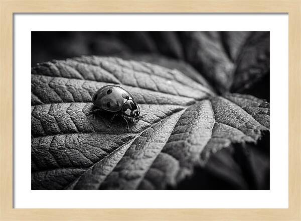 Ladybug On Leaf