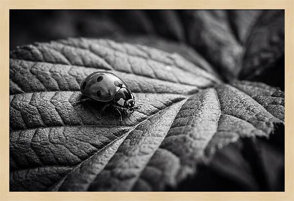 Ladybug On Leaf
