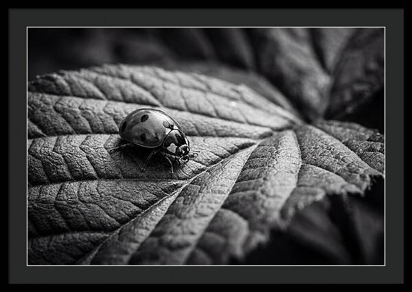 Ladybug On Leaf