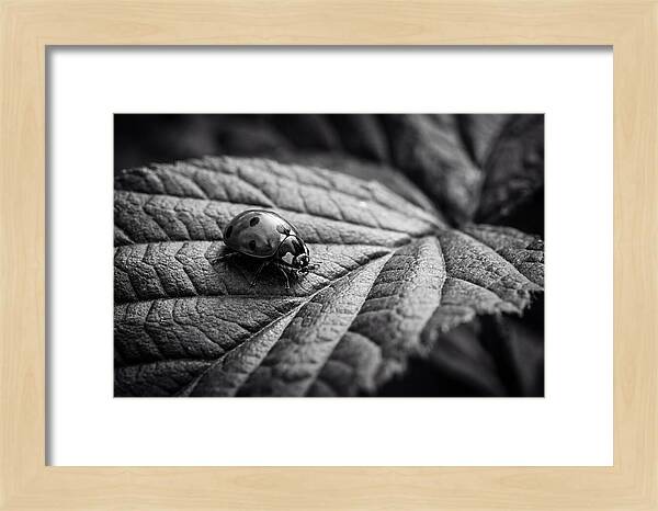 Ladybug On Leaf