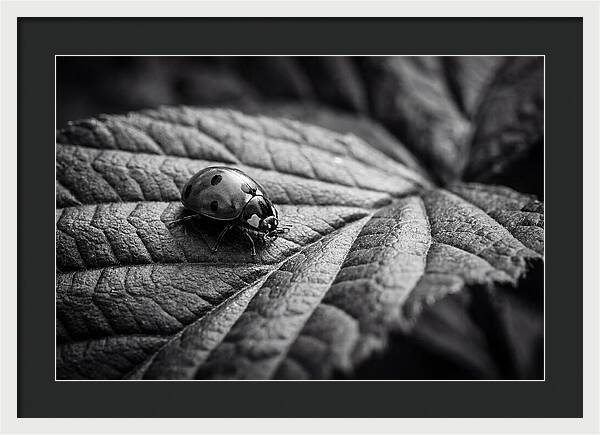 Ladybug On Leaf