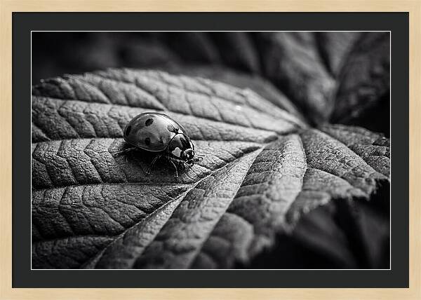 Ladybug On Leaf