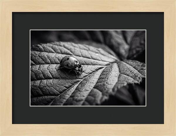 Ladybug On Leaf