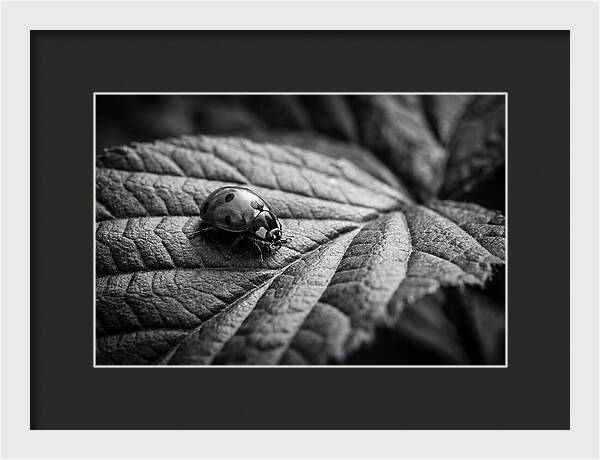 Ladybug On Leaf