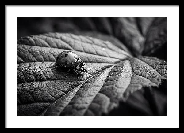Ladybug On Leaf