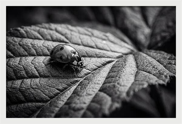 Ladybug On Leaf