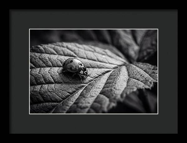Ladybug On Leaf