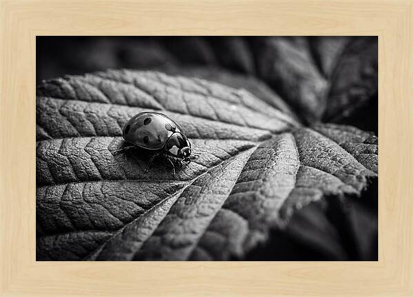 Ladybug On Leaf