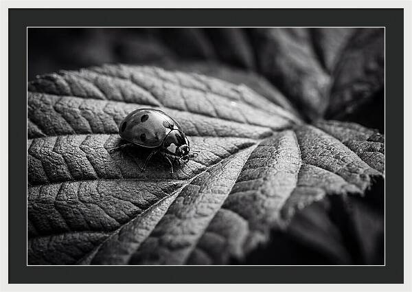 Ladybug On Leaf