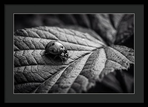 Ladybug On Leaf