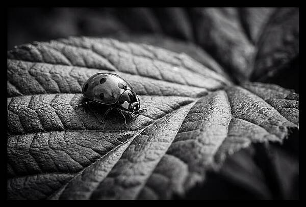 Ladybug On Leaf