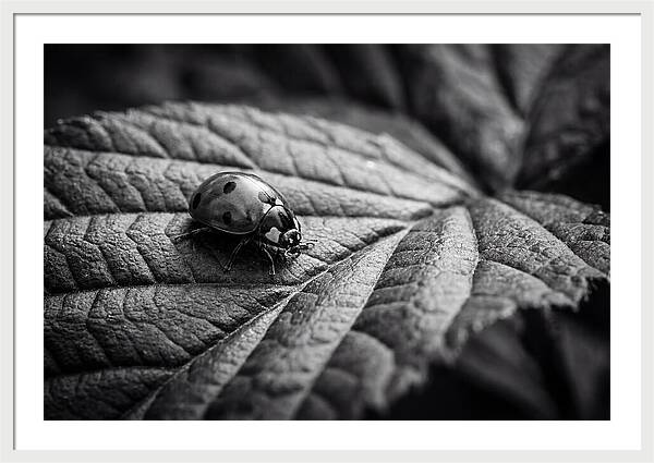 Ladybug On Leaf