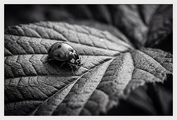 Ladybug On Leaf