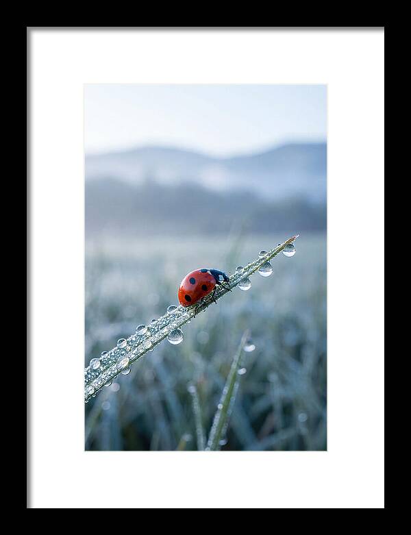 Ladybug On Morning Dew
