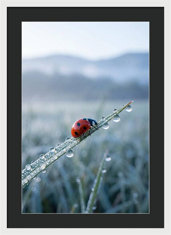 Ladybug On Morning Dew
