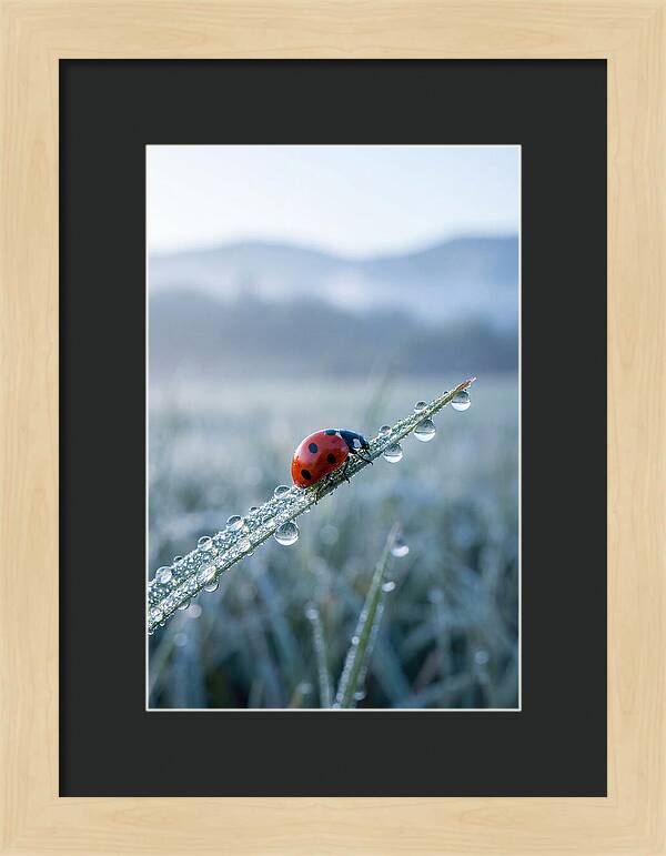 Ladybug On Morning Dew