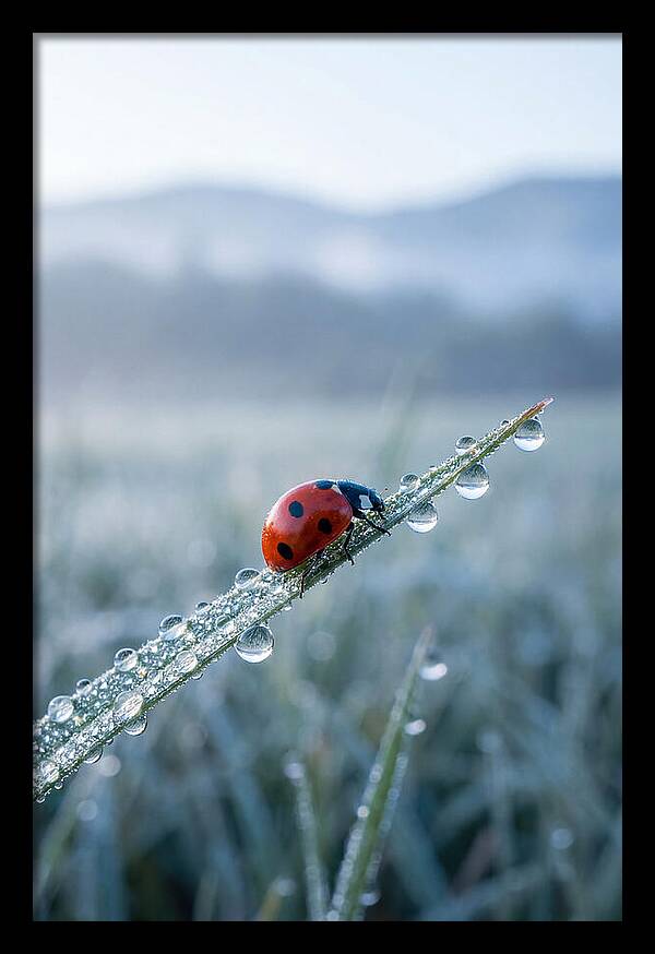 Ladybug On Morning Dew