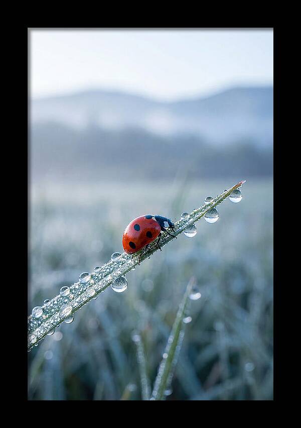 Ladybug On Morning Dew