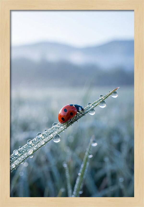 Ladybug On Morning Dew