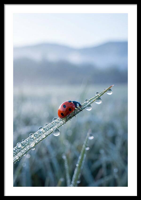 Ladybug On Morning Dew