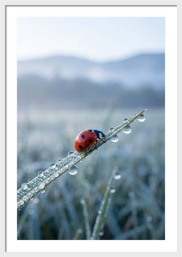 Ladybug On Morning Dew