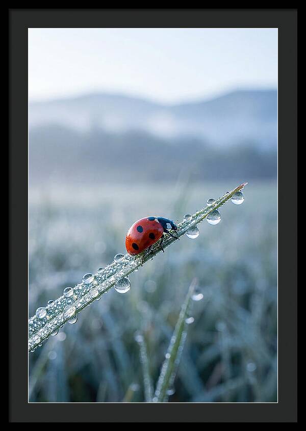 Ladybug On Morning Dew