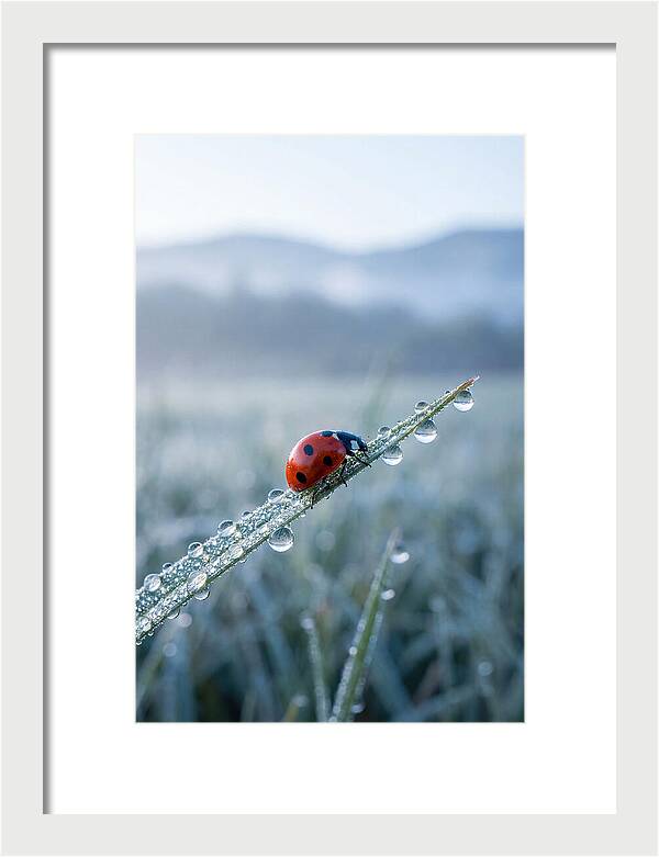 Ladybug On Morning Dew