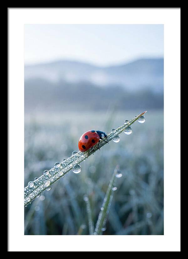 Ladybug On Morning Dew
