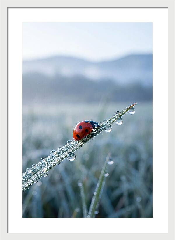 Ladybug On Morning Dew