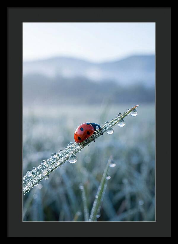 Ladybug On Morning Dew
