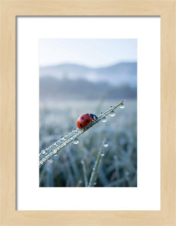 Ladybug On Morning Dew