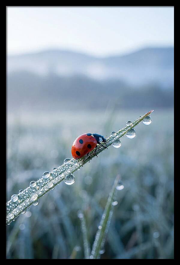 Ladybug On Morning Dew