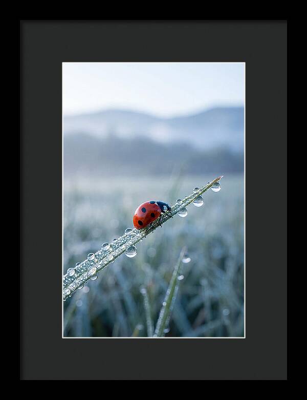Ladybug On Morning Dew