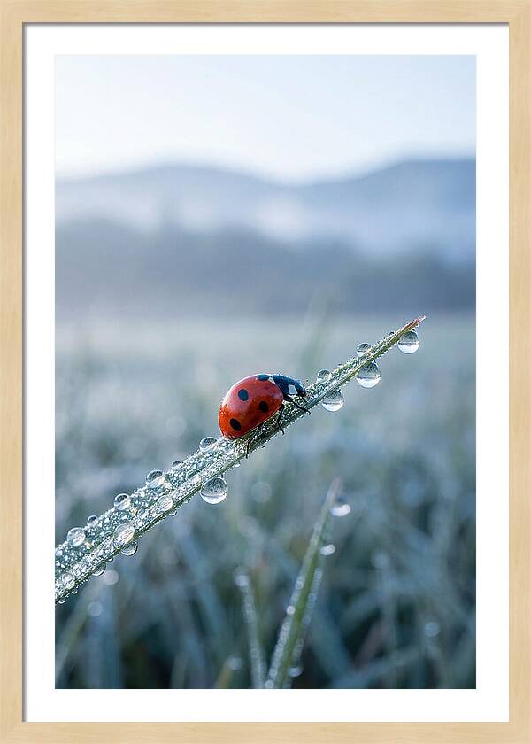 Ladybug On Morning Dew
