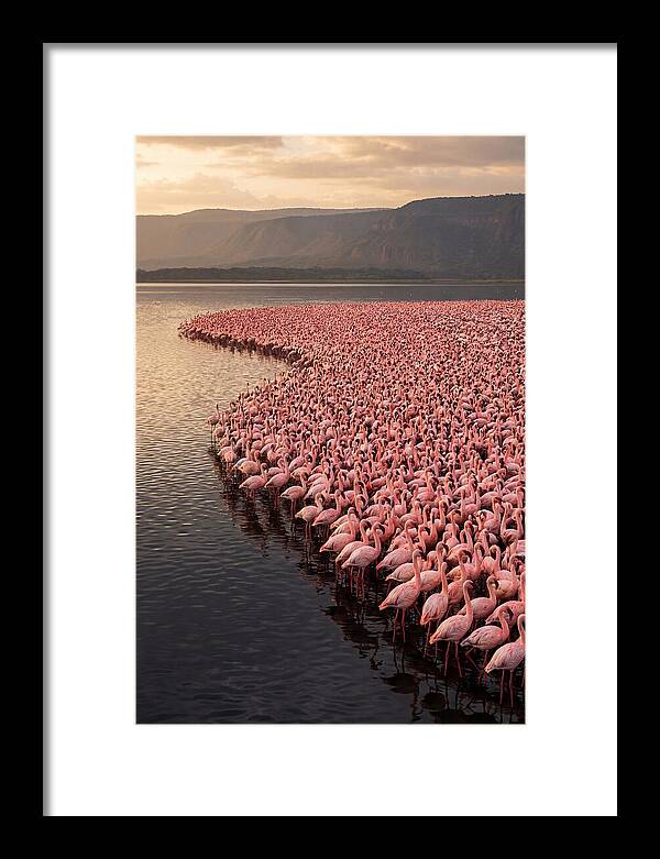 Lake Nakuru Flamingo Gathering