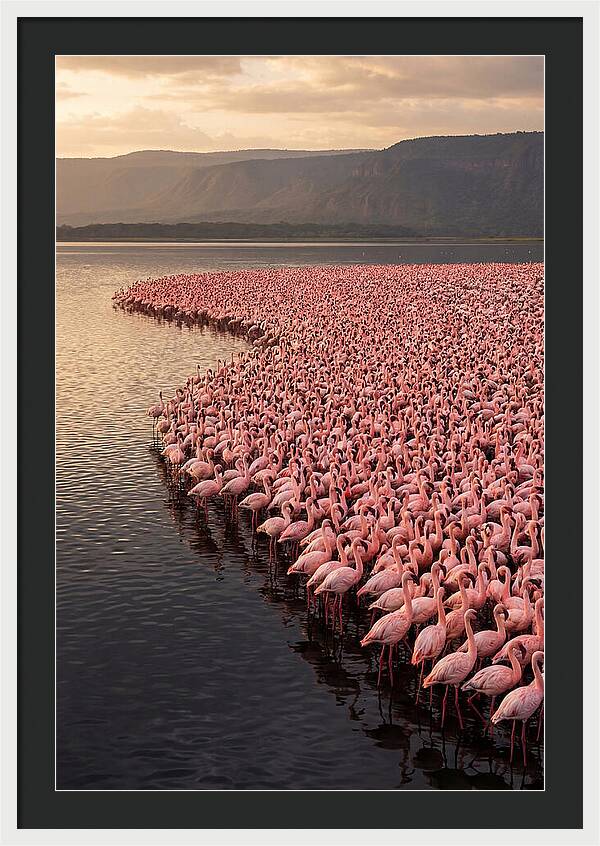 Lake Nakuru Flamingo Gathering