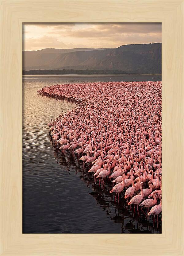Lake Nakuru Flamingo Gathering