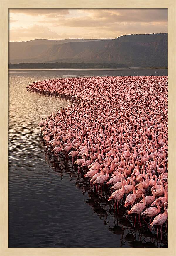 Lake Nakuru Flamingo Gathering