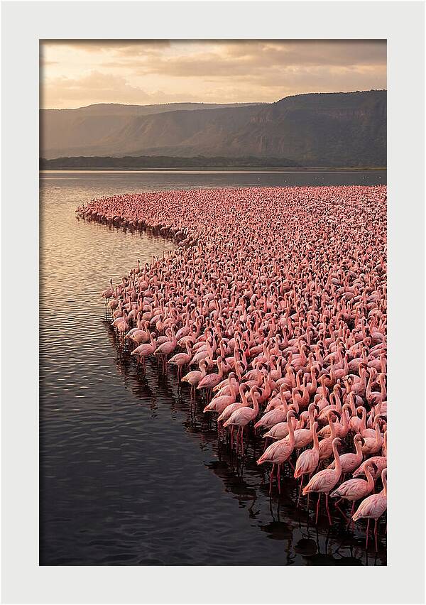 Lake Nakuru Flamingo Gathering