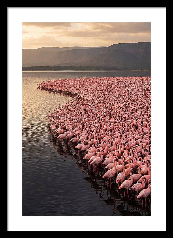 Lake Nakuru Flamingo Gathering