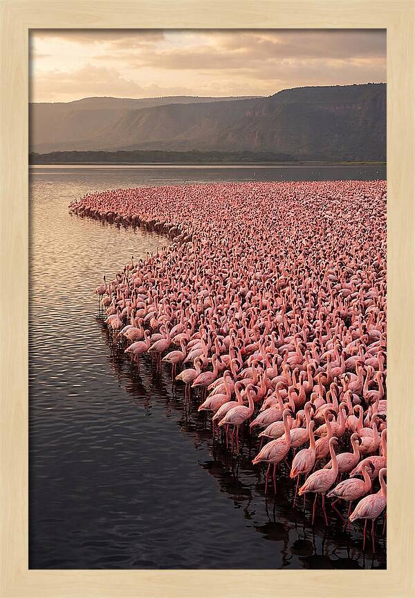 Lake Nakuru Flamingo Gathering