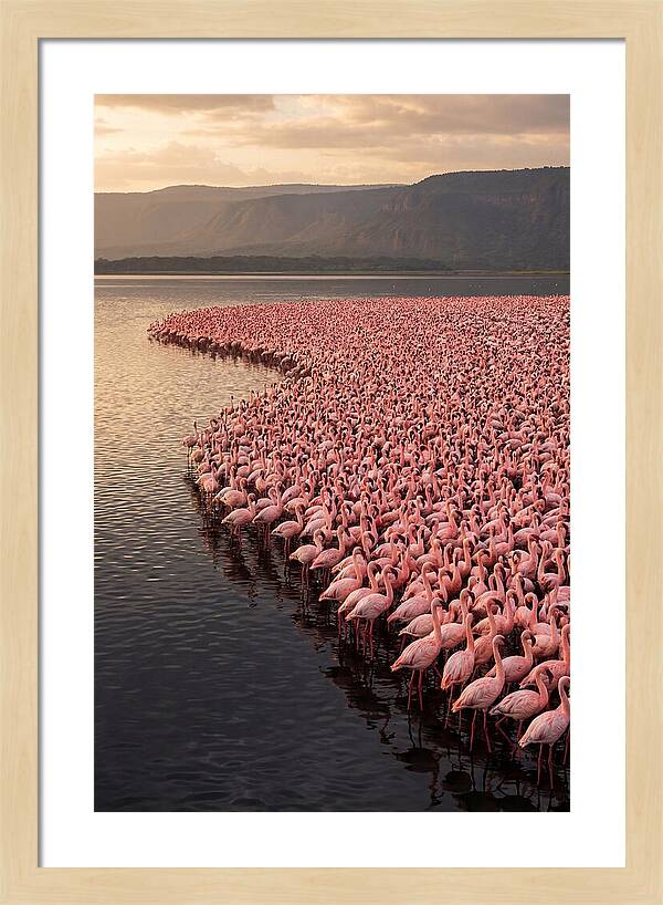 Lake Nakuru Flamingo Gathering