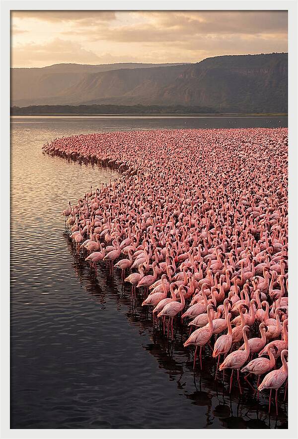 Lake Nakuru Flamingo Gathering
