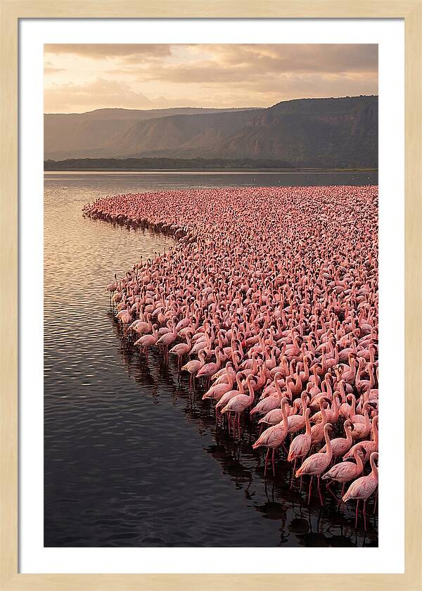 Lake Nakuru Flamingo Gathering