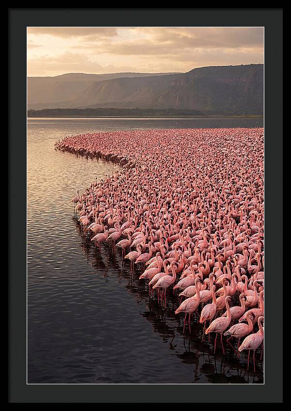 Lake Nakuru Flamingo Gathering