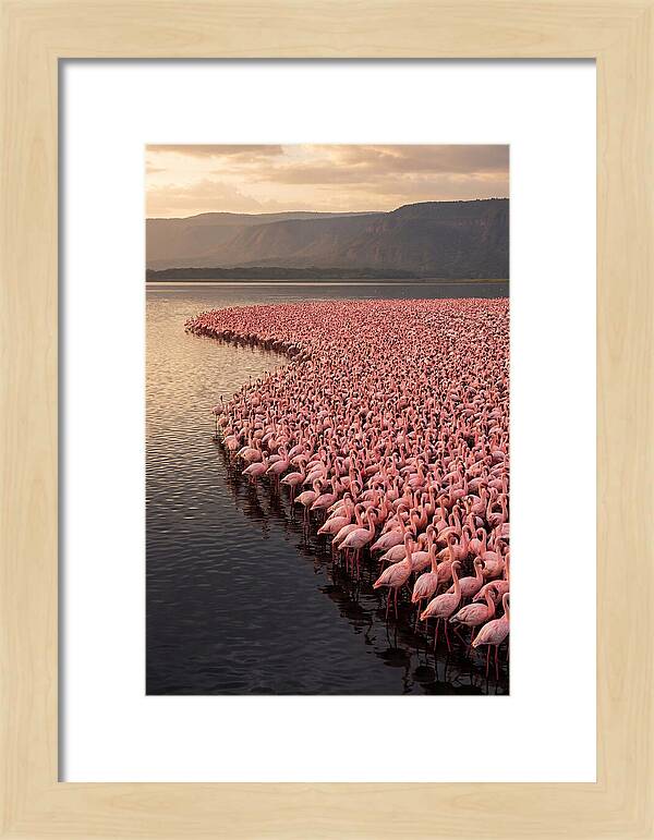 Lake Nakuru Flamingo Gathering